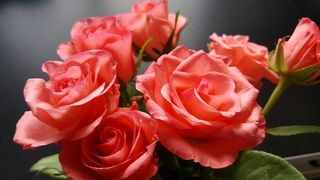 玫瑰花朵高清特写图片