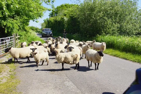羊白羊牧场动物素材动物实拍