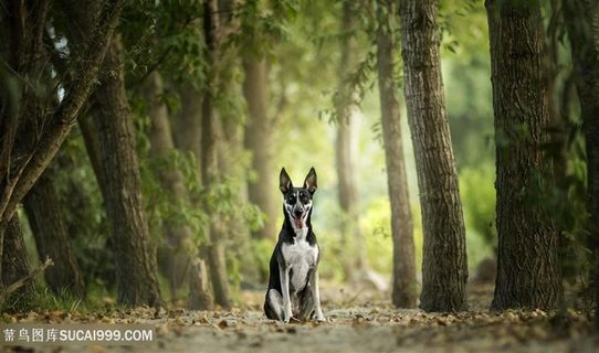 高清树林里的吐舌头狗狗图片