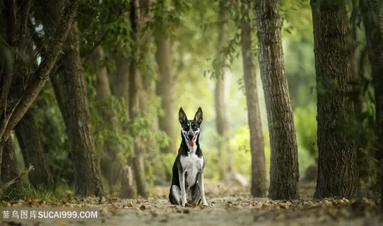 高清树林里的吐舌头狗狗图片