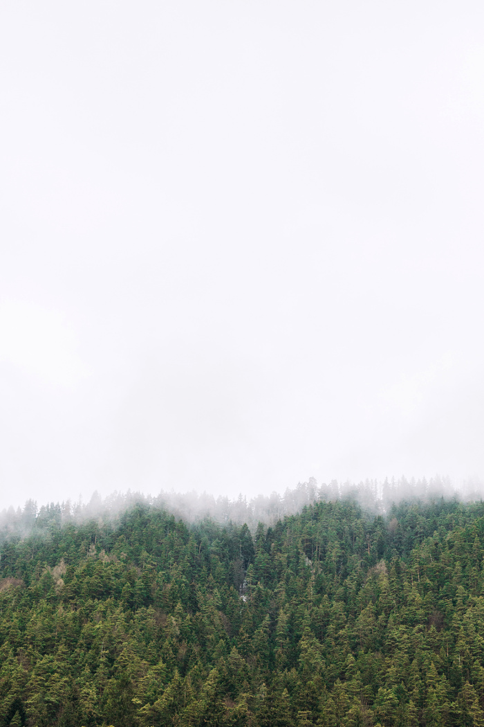 高清森林树林风景