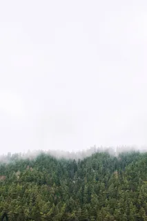 高清森林树林风景