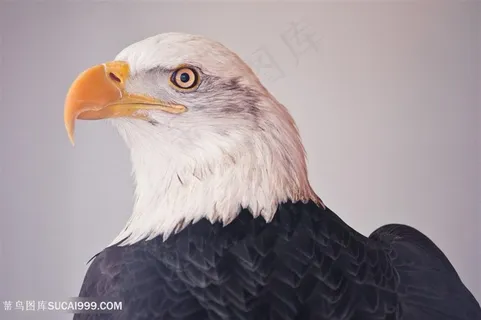 高清威猛的白头鹰脸部特写图片鸟图片 高清威猛的白头鹰脸部特写图片鸟图片