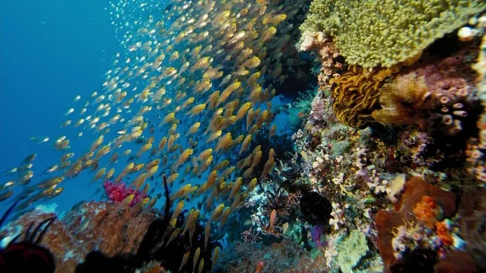 海洋海底珊瑚海水鱼群高清背景