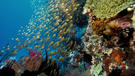 海洋海底珊瑚海水鱼群高清背景 海洋海底珊瑚海水鱼群高清背景