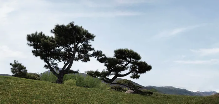 高清松树草地背景