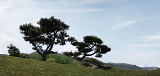 高清松树草地背景