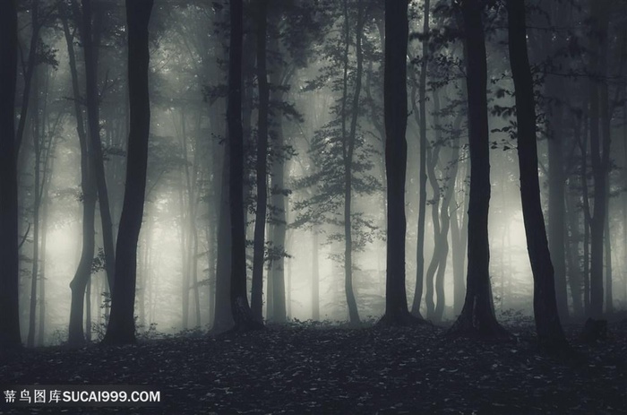 灰暗多雾的树林剪影高清摄影图