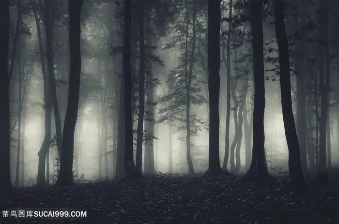 灰暗多雾的树林剪影高清摄影图