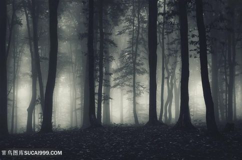 灰暗多雾的树林剪影高清摄影图
