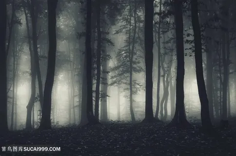 灰暗多雾的树林剪影高清摄影图