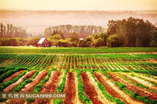 田园垄沟图片素材