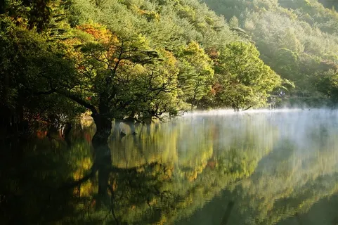 倒映在水中的大树美景摄影图片 倒映在水中的大树美景摄影图片