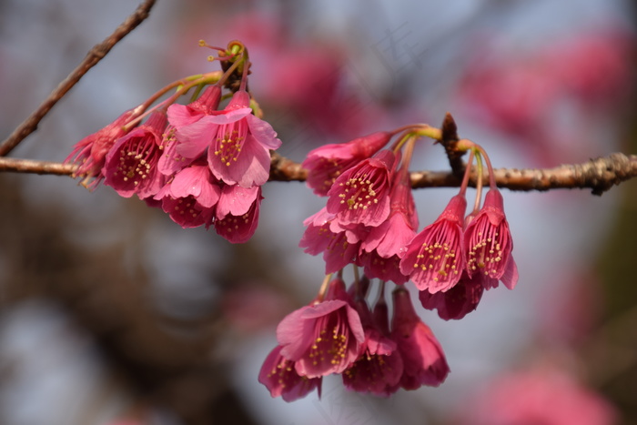 红梅花的图片