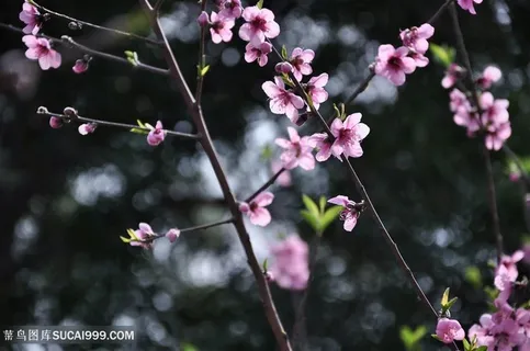 高清唯美桃花图片