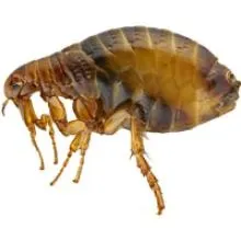 跳蚤 PNG免抠(220x220)