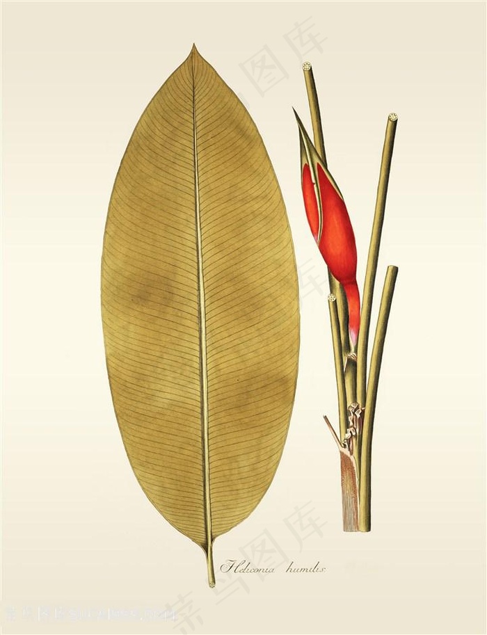 静叶精修高清绿叶植物图集