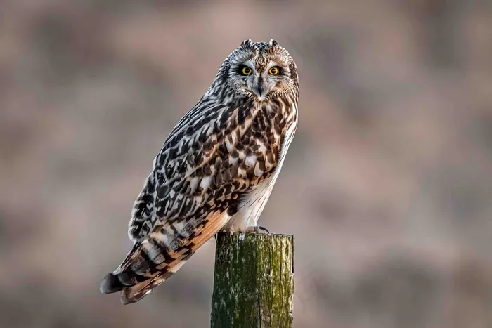 在木头上驻足的猫头鹰鸟元素
