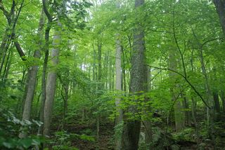 大自然绿色树林风景图片