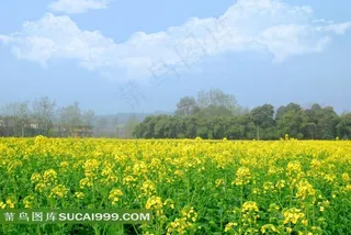 美丽的油菜花