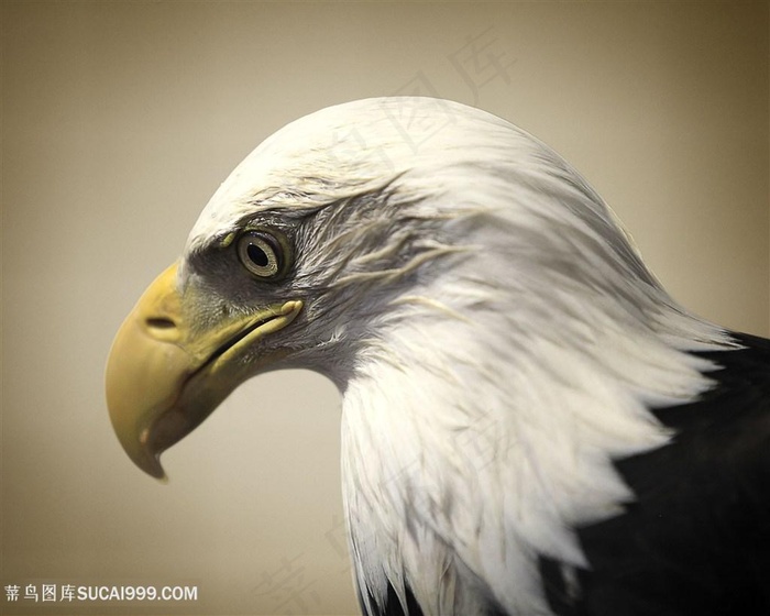 老鹰头部图片高清特写