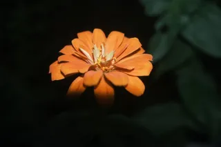 花 背景 摄影 橙色 海报