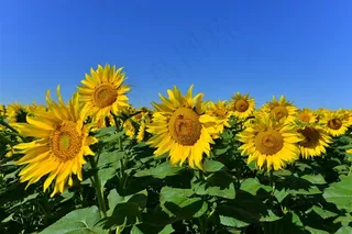 向日葵图片素材