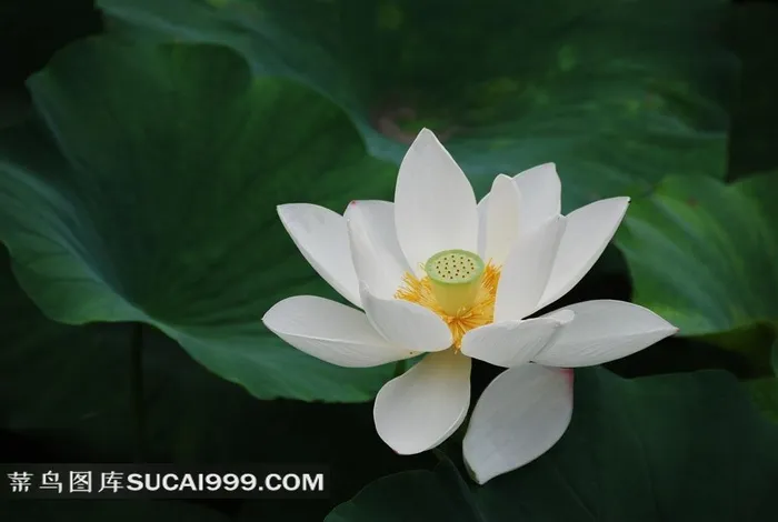 唯美的白莲花摄影素材