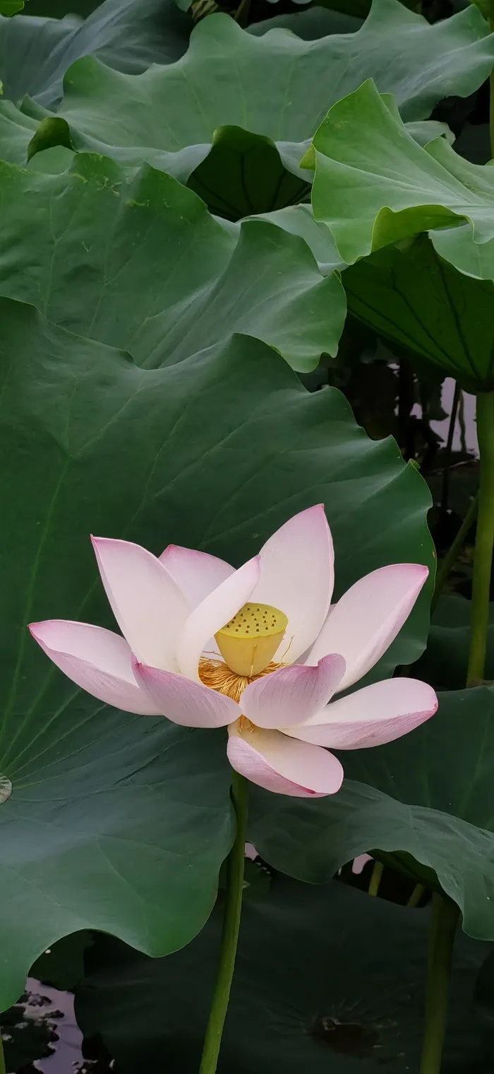 荷塘月色-荷花