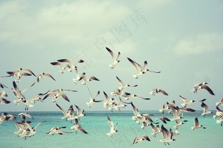 一群海鸥图片