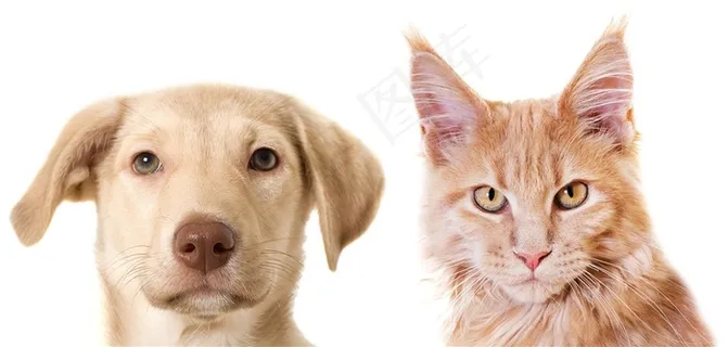 严肃的小猫和小狗高清摄影图片