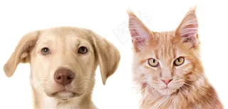 严肃的小猫和小狗高清摄影图片