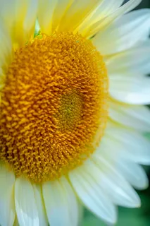 白色纯洁雏菊摄影素材