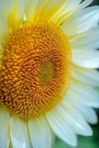 白色纯洁雏菊摄影素材