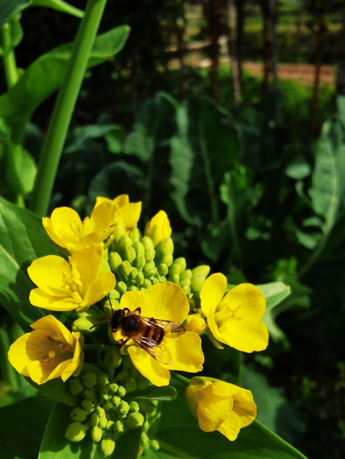 金色油菜花吸引了蜜蜂驻足