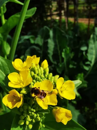 金色油菜花吸引了蜜蜂驻足