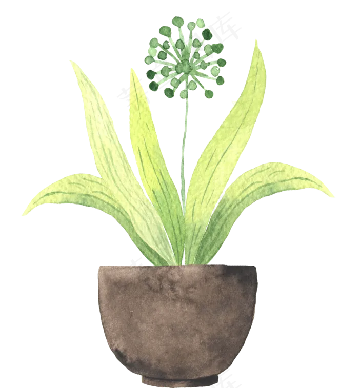水彩插画-植物34