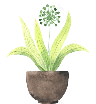 水彩插画-植物34