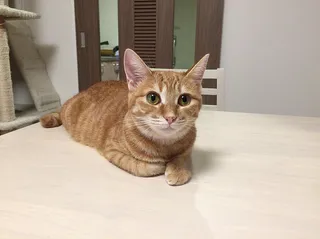 可爱猫咪 动物 素材 奶萌 (136)