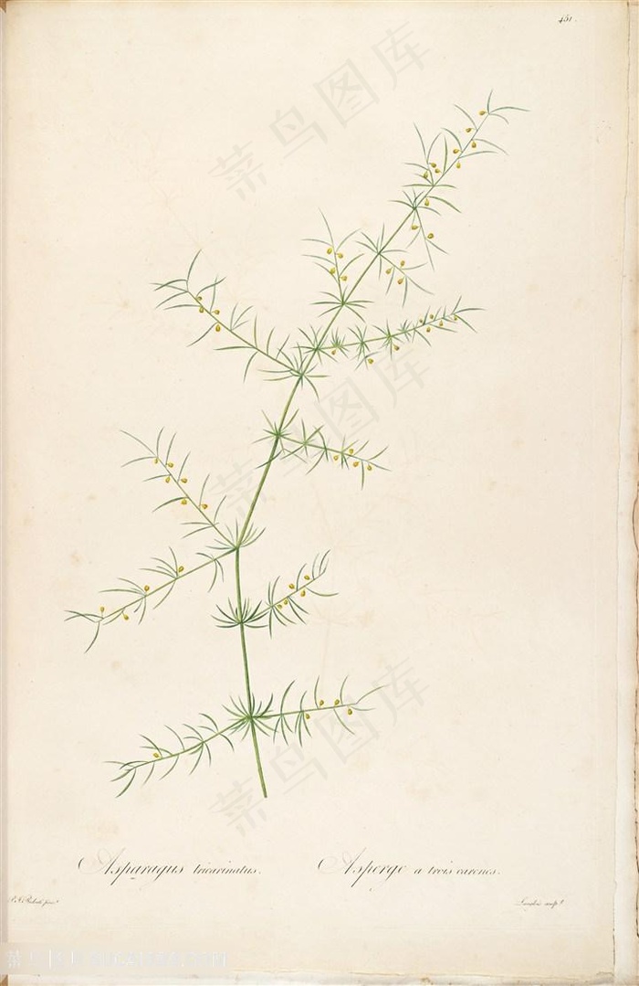 雷杜德原版高清花草唯美花卉图谱插画