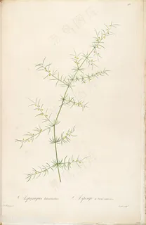 雷杜德原版高清花草唯美花卉图谱插画