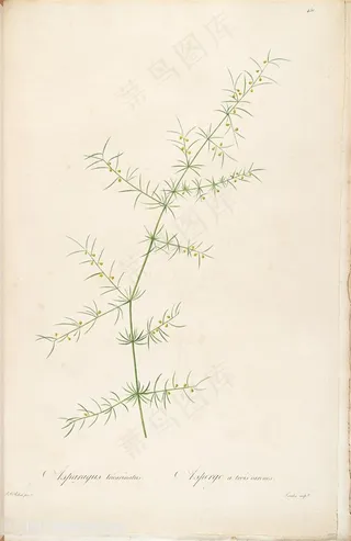 雷杜德原版高清花草唯美花卉图谱插画