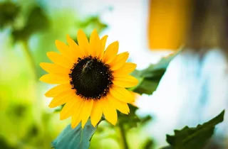 黄色向日葵摄影素材