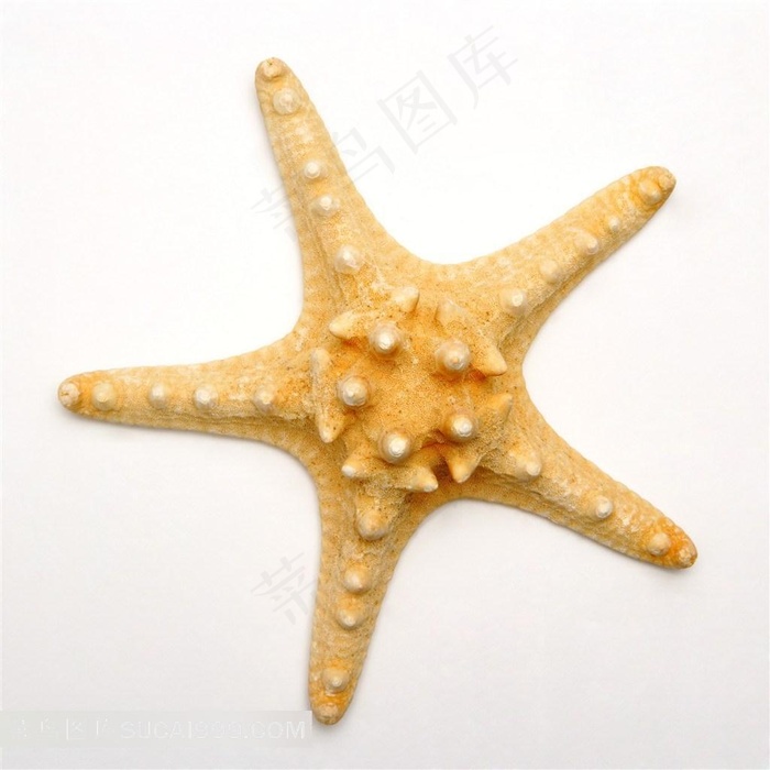 海生无脊椎动物海星摄影