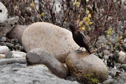 鸟类大全褐河乌摄影图片