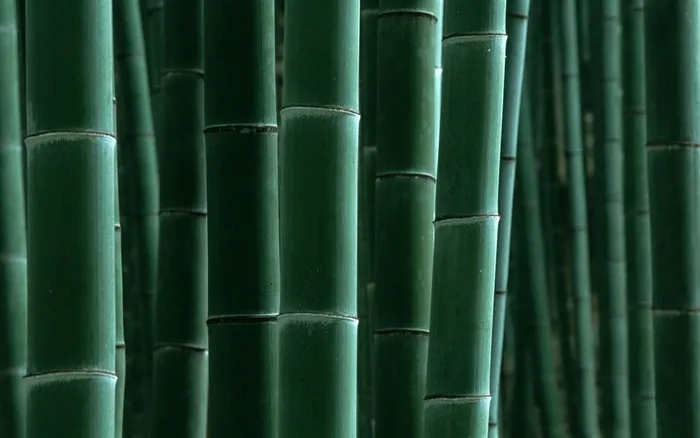 竹林局部特写