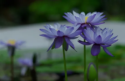 盛开的紫色睡莲