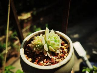 夏季多肉多头上色白月影