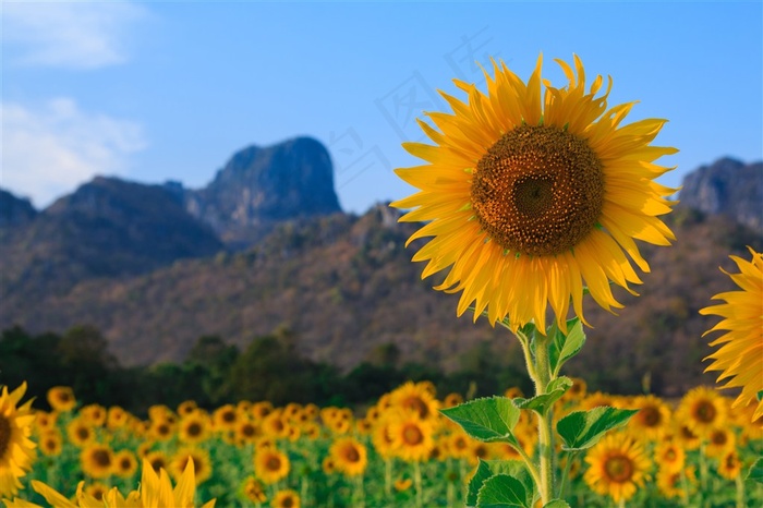 高清向日葵花海鲜花图片