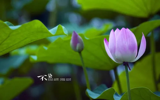 荷花荷叶  荷花荷叶